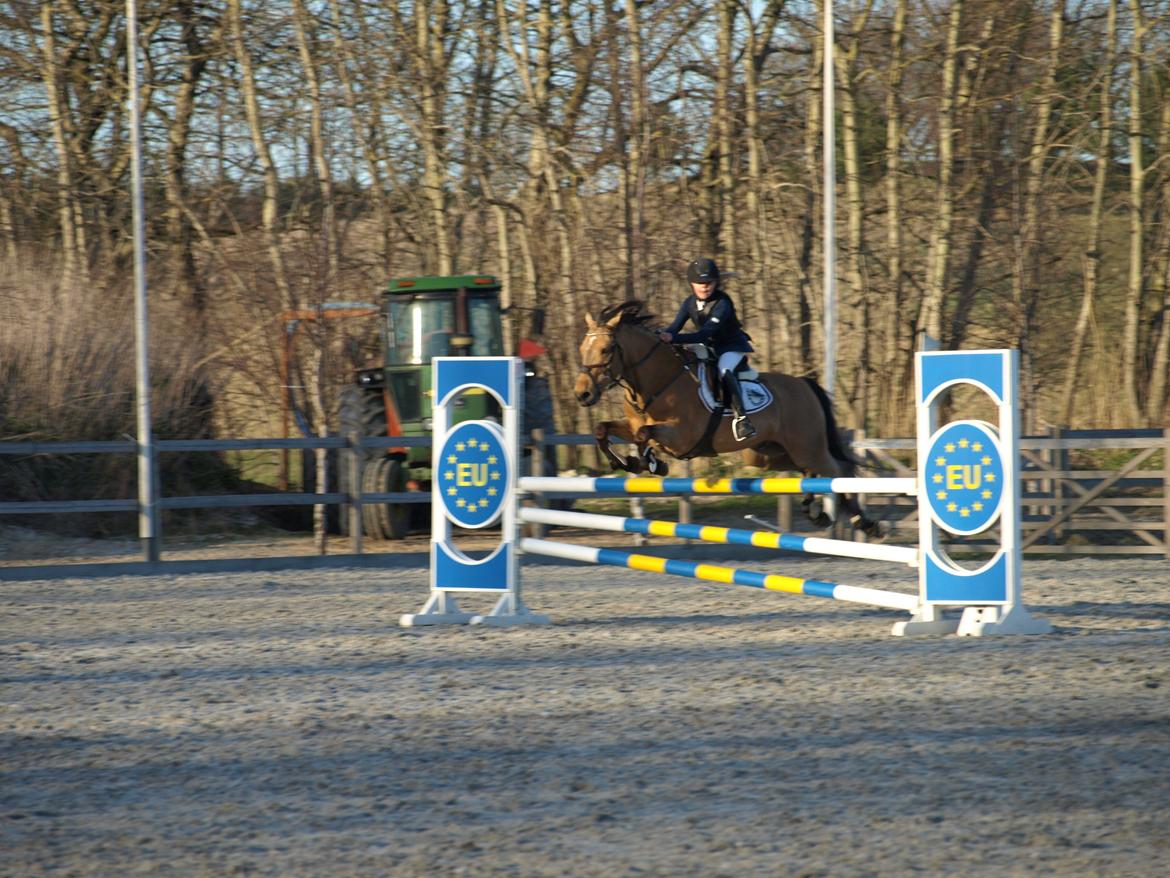 Irsk Sportspony Munsboro Cross billede 10