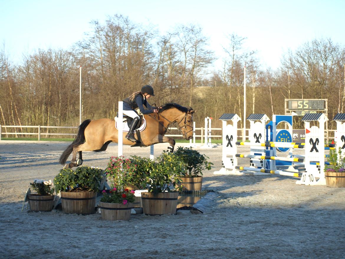 Irsk Sportspony Munsboro Cross billede 11