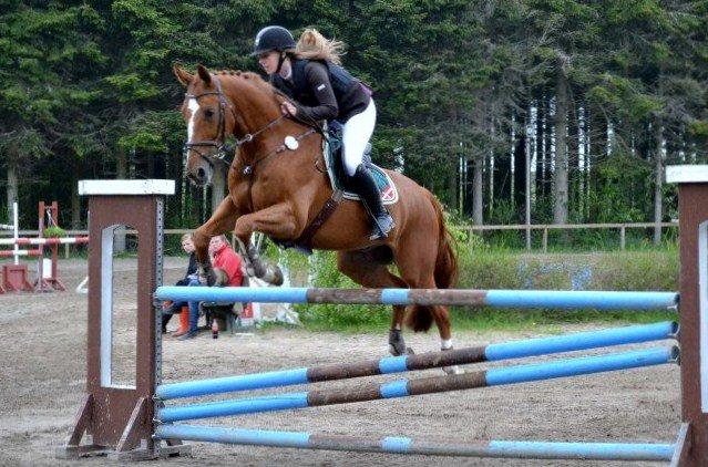 Hollandsk Varmblod Udo - LA* på GLK, og vi havde 4 dumme fejl, fordi tossen var F R I S K! Foto: Heidi fra GLK billede 17