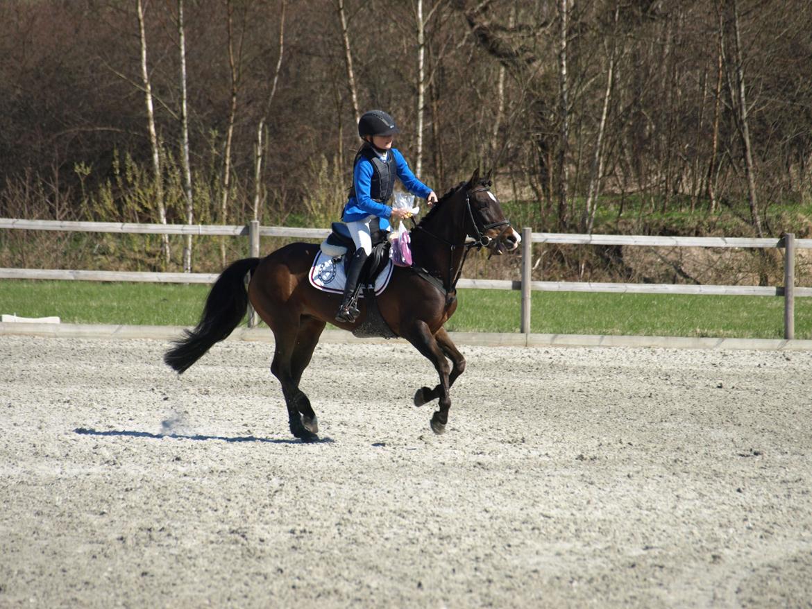 Svensk Sportspony  Blommen billede 13