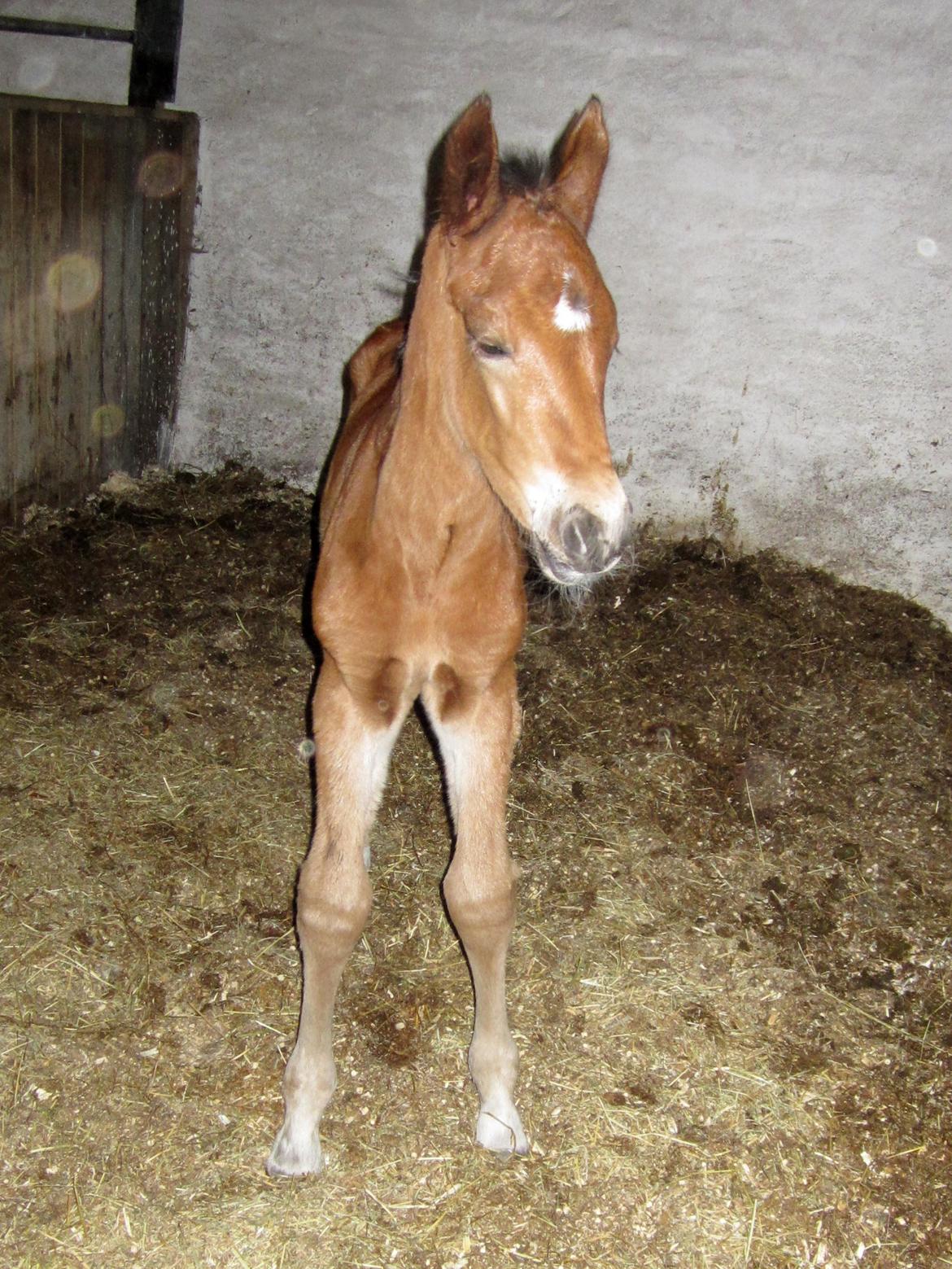 Anden særlig race Valliang R - Min første dag i boksen billede 6