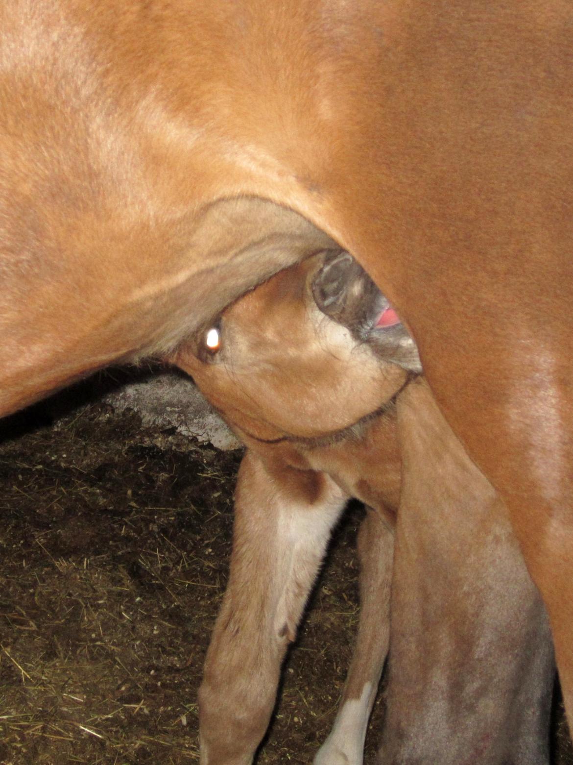 Anden særlig race Valliang R - TJEK.. køleskabet er fyldt billede 7