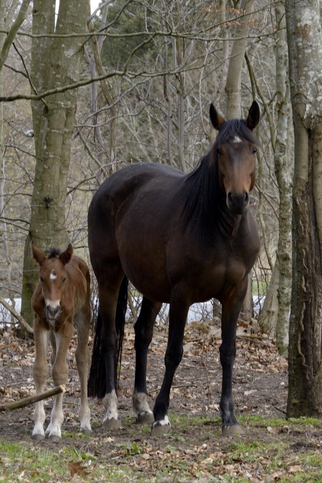 Anden særlig race Valliang R - Mor og JEG billede 4