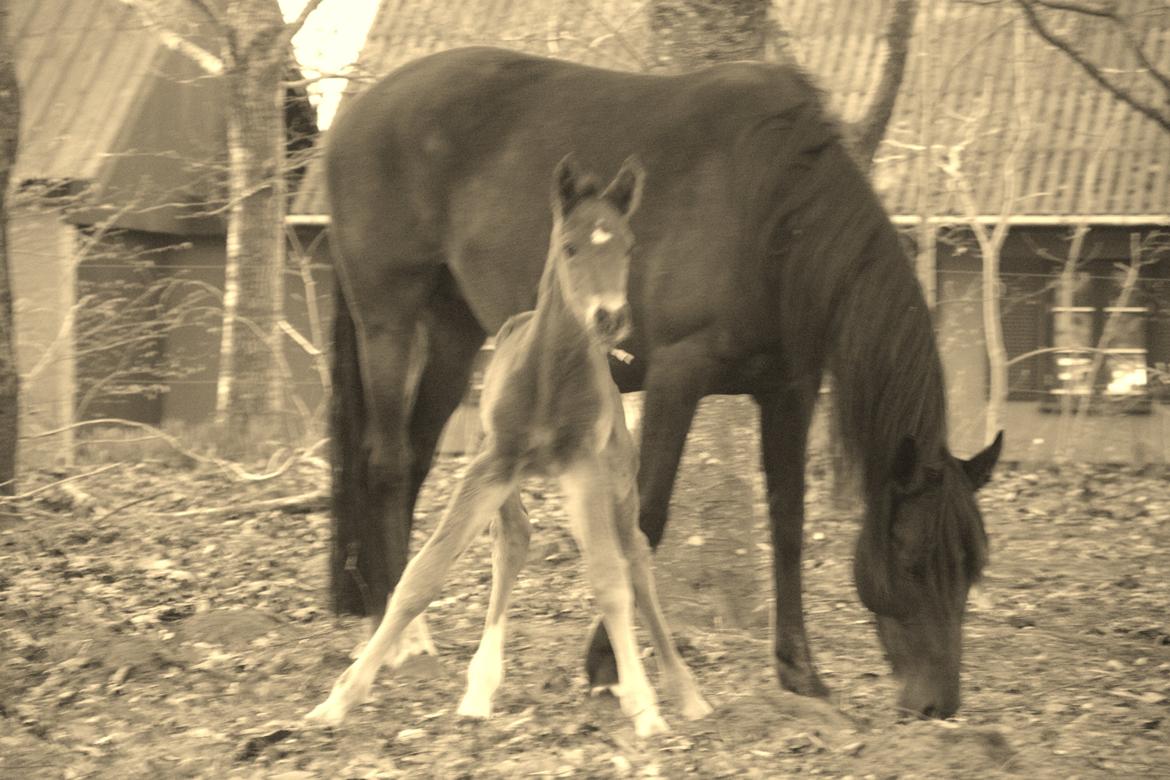 Anden særlig race Valliang R - Her er jeg kun 4t gammel.. billede 2