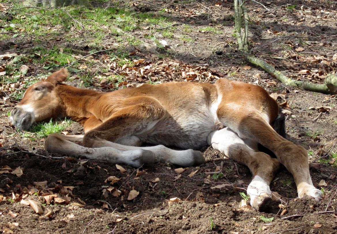 Anden særlig race Valliang R - Sååå træt... billede 3