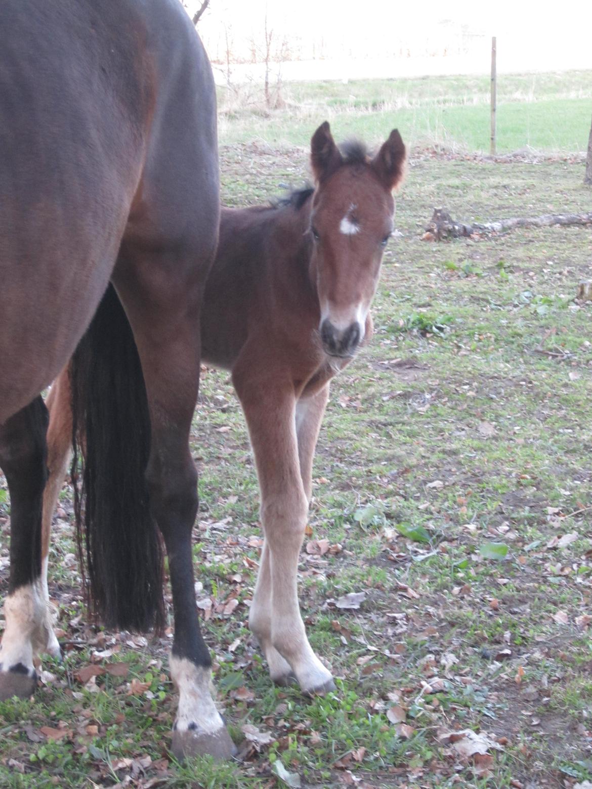 Anden særlig race Valliang R - IKKK flere billeder nu...  billede 12