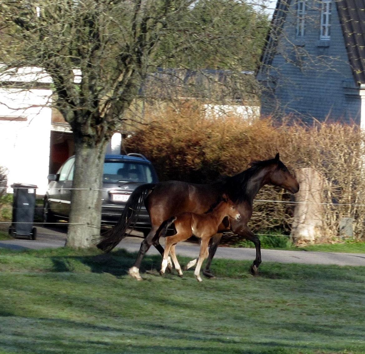 Anden særlig race Valliang R - Løbe kan jeg også billede 8