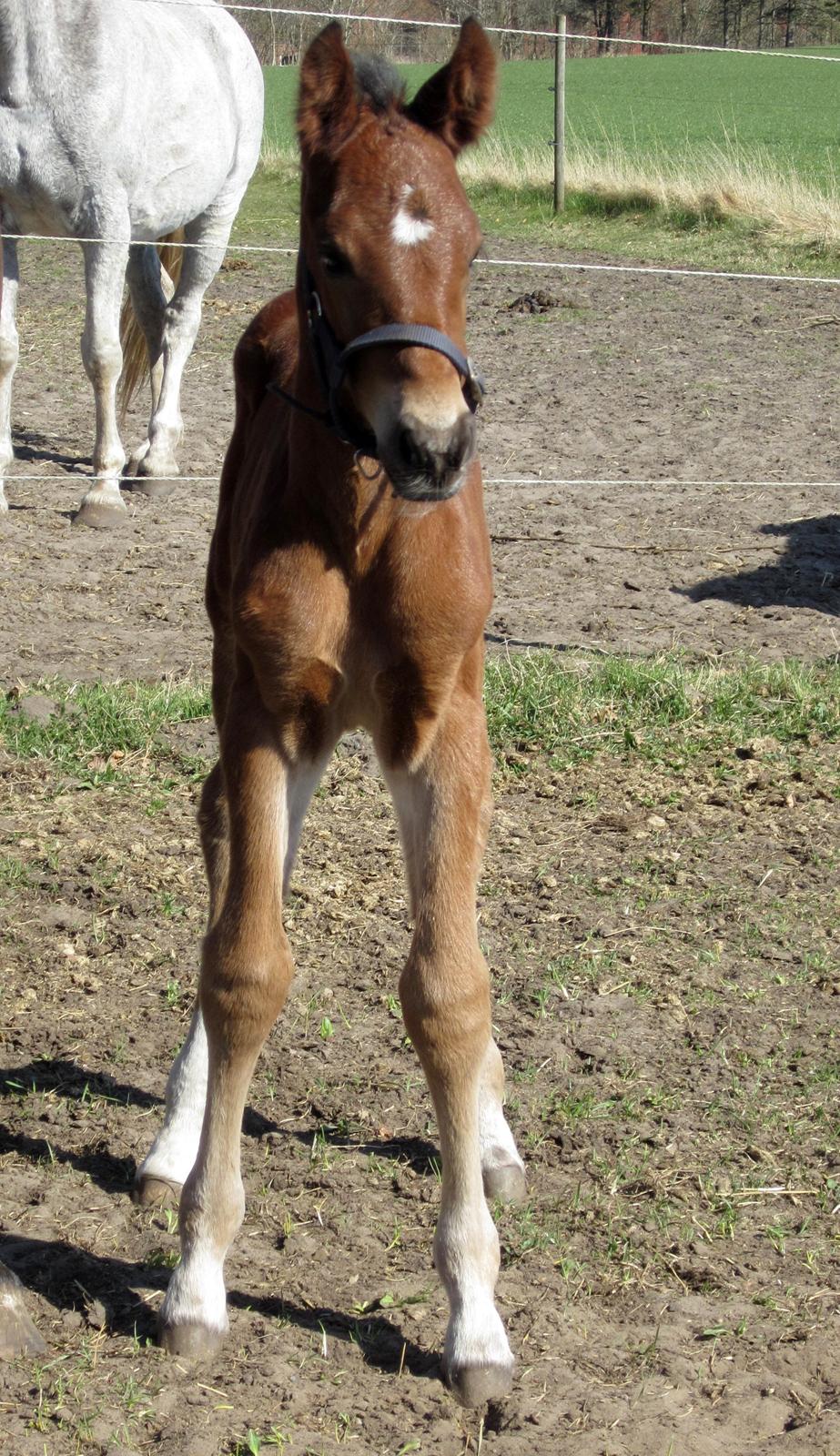 Anden særlig race Valliang R - 2t gammel.. billede 1