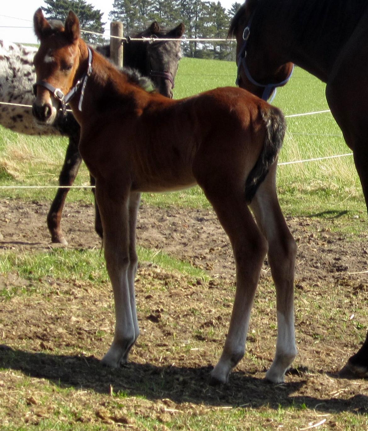 Anden særlig race Valliang R billede 9
