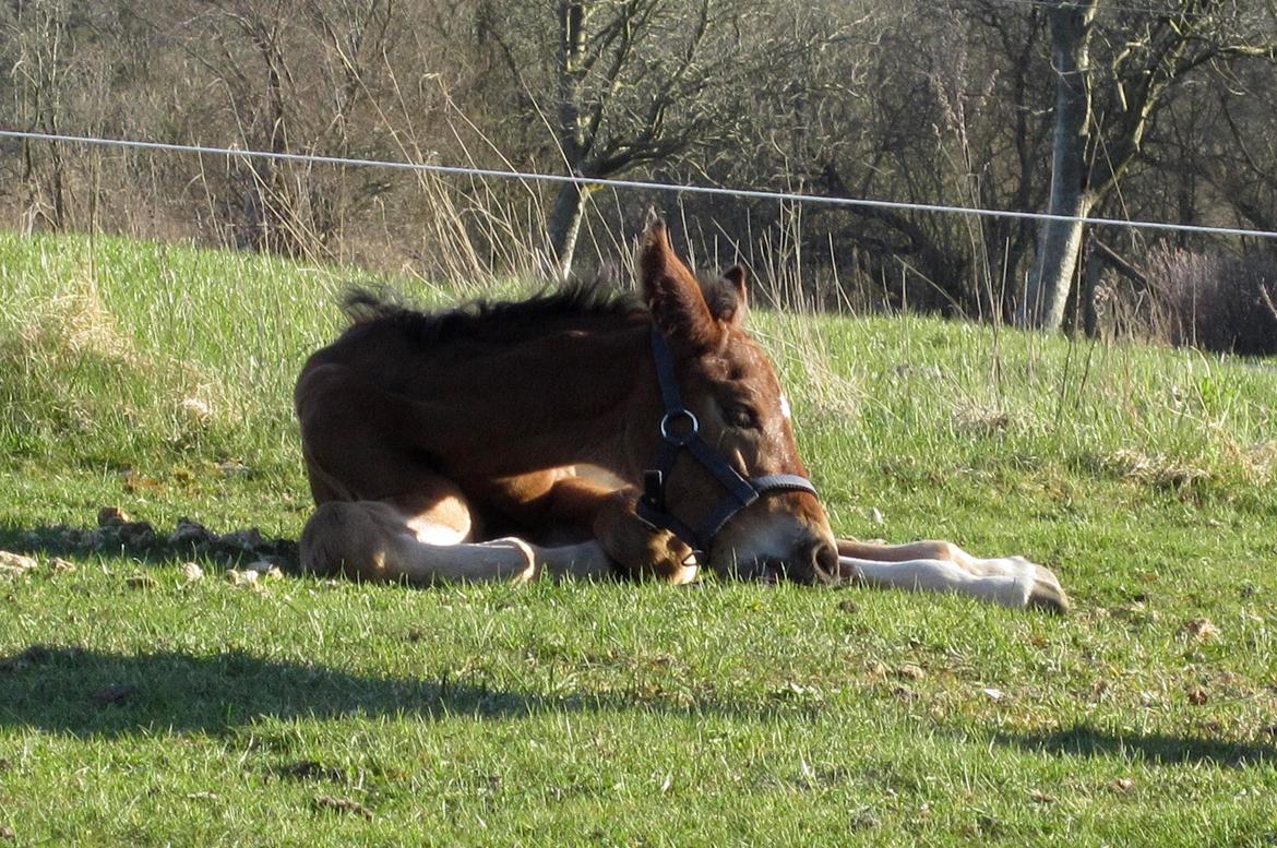 Anden særlig race Valliang R - DOVEN... Ej bestemt ikke, men når nu bene er for lange, kan man vel ligge ned og nippe græs billede 10