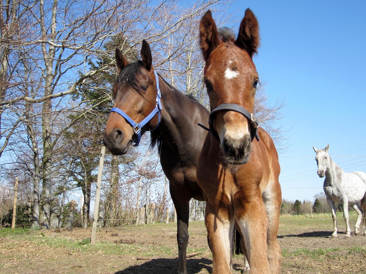 Anden særlig race Valliang R billede 11