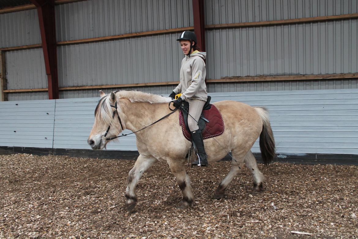 Fjordhest Benjamin billede 14