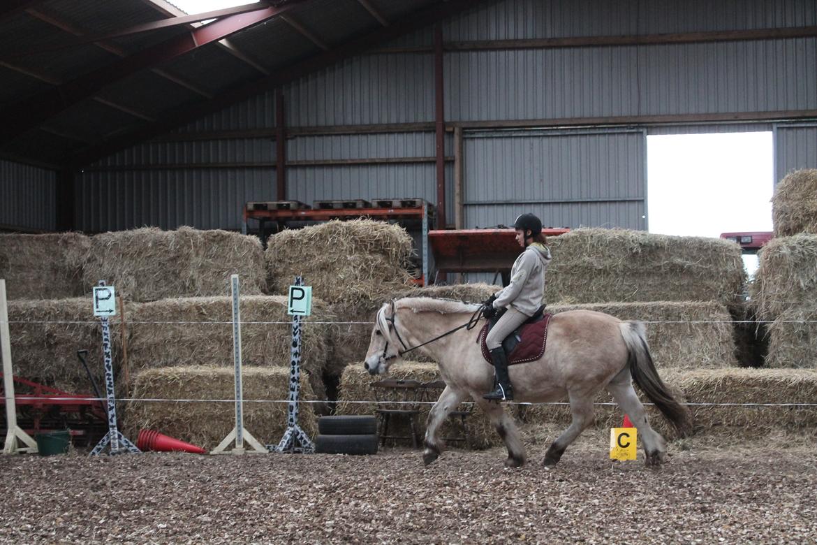 Fjordhest Benjamin billede 15