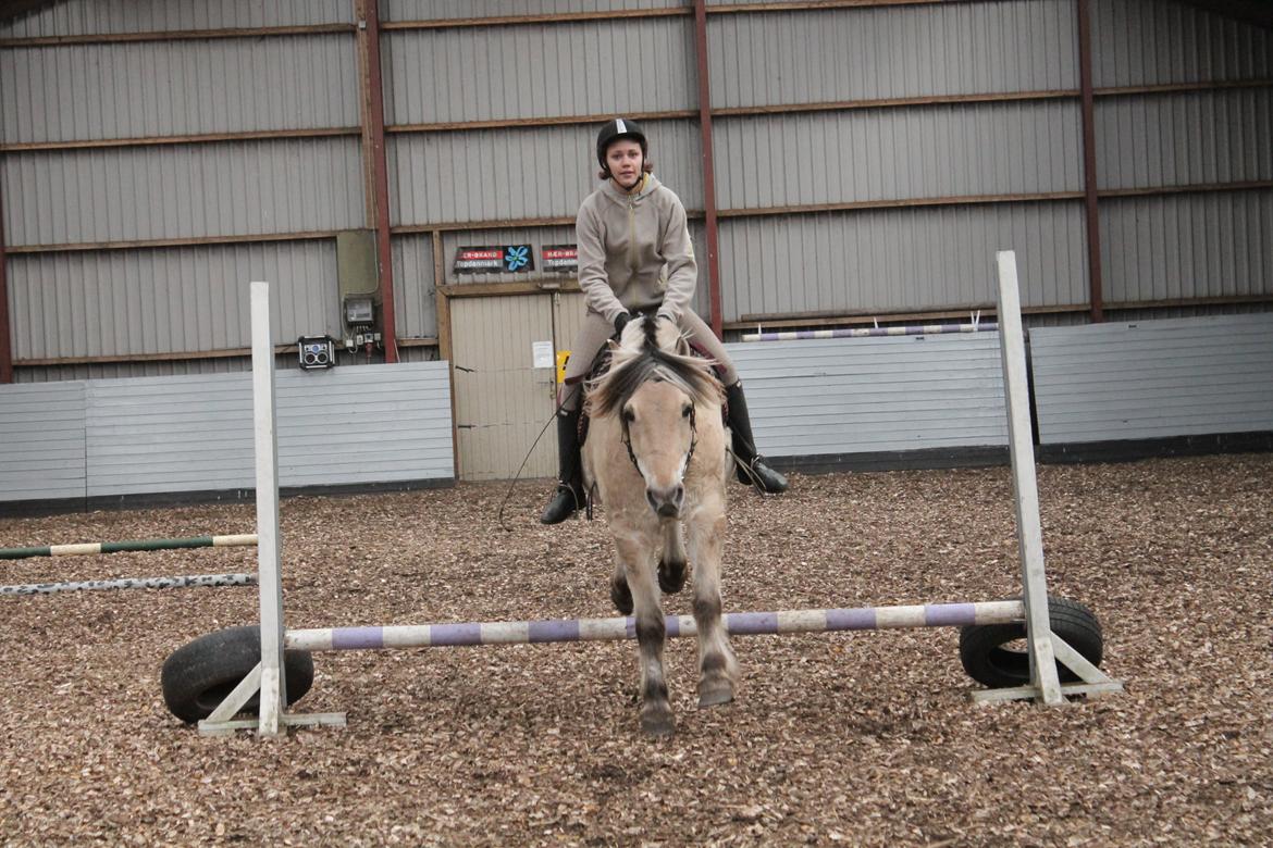 Fjordhest Benjamin billede 16