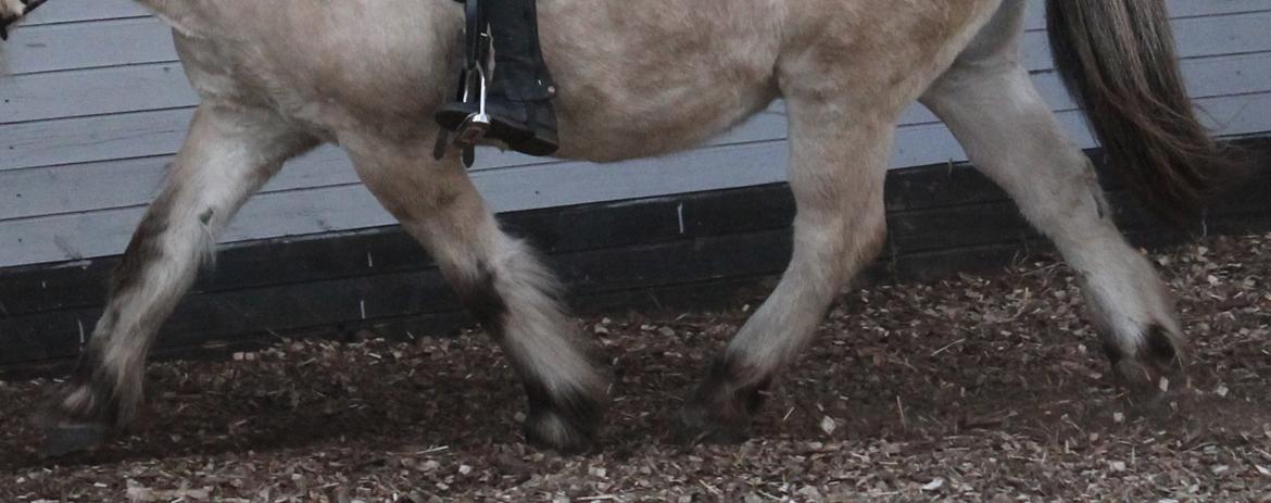 Fjordhest Benjamin - Sååå gooood! :D billede 18