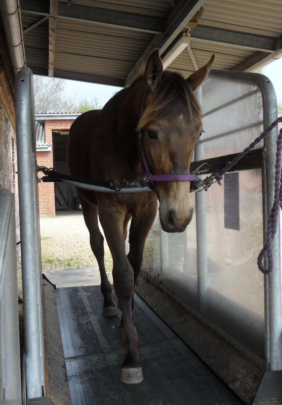 Anden særlig race Klitgaards Maximilian*R.I.P* - Hans første tur på løbebåndet den 11 maj 2013 <3 billede 41