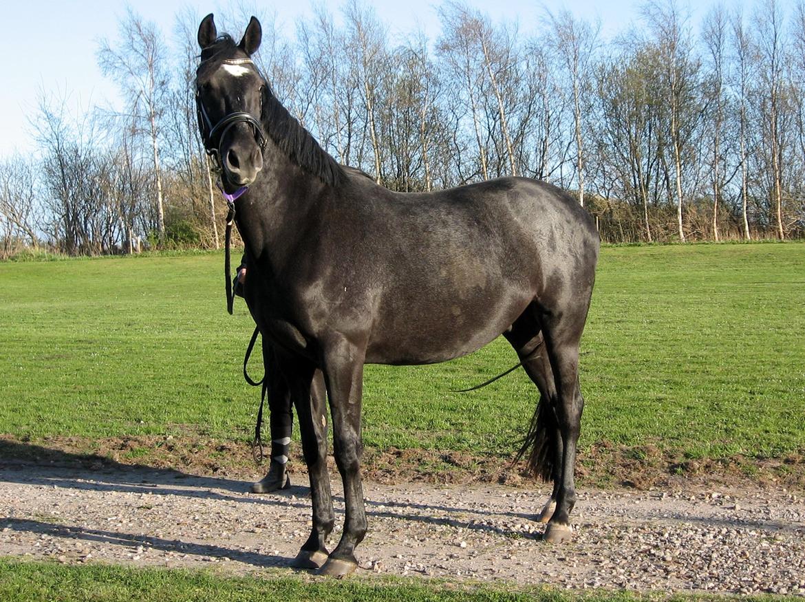 Dansk Varmblod Landianos-ø - 3 år billede 15