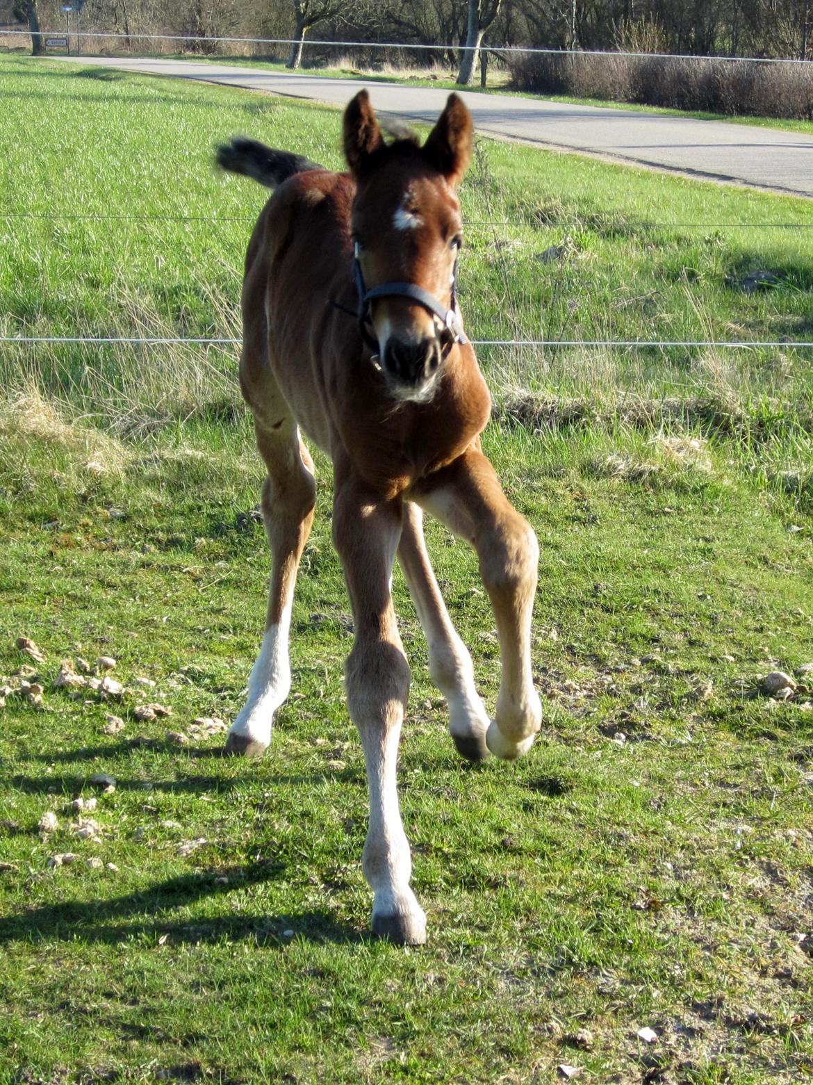 Anden særlig race Valliang R billede 5