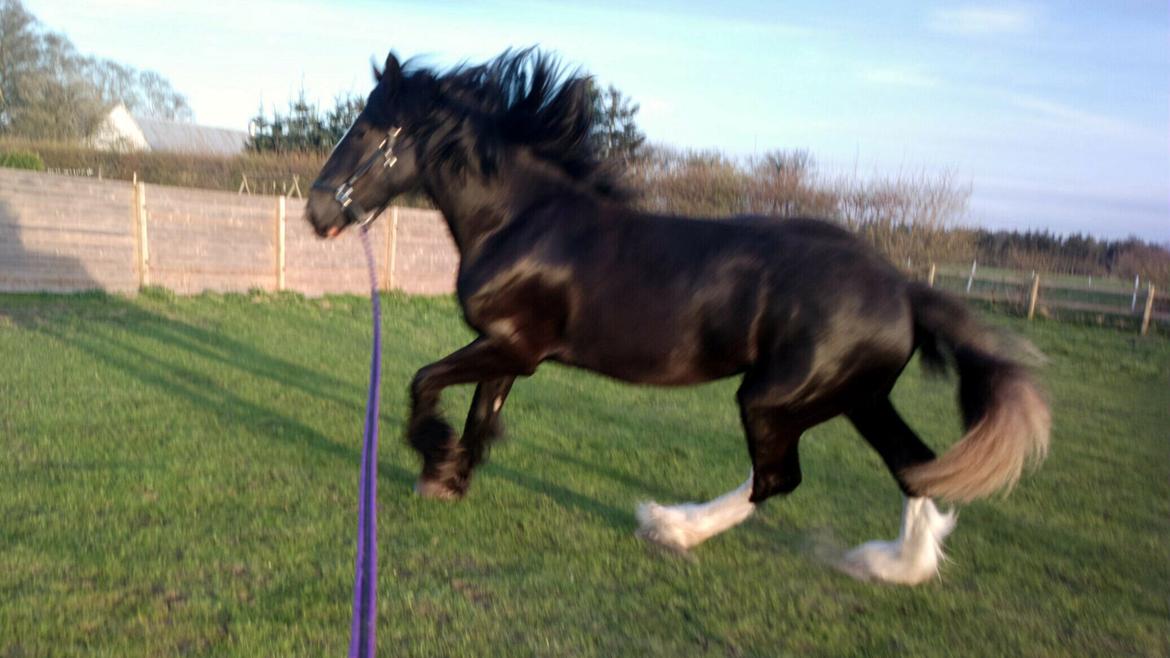 Shire Bjerggårdens Fifi Olsen billede 18