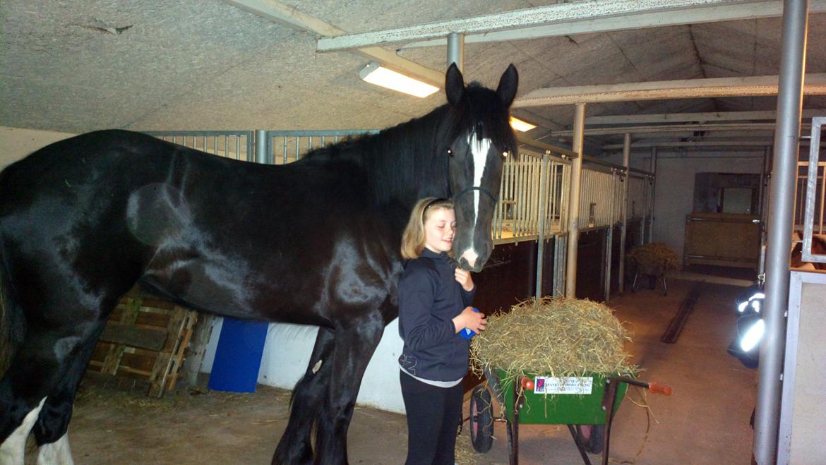 Shire Bjerggårdens Fifi Olsen billede 19