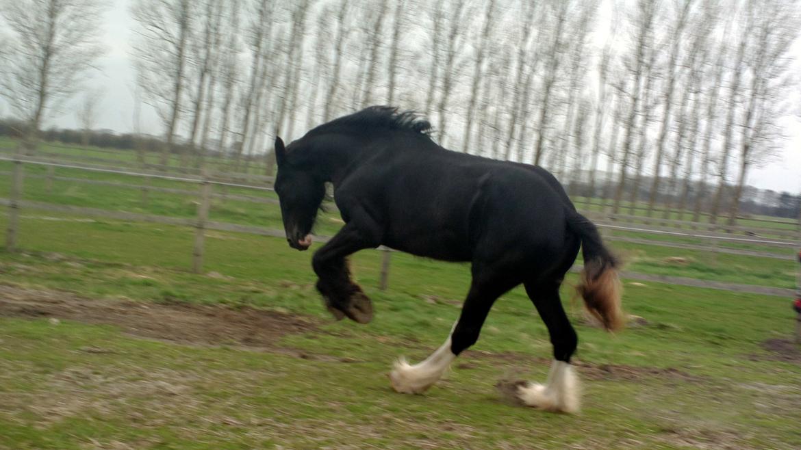Shire Bjerggårdens Fifi Olsen billede 20