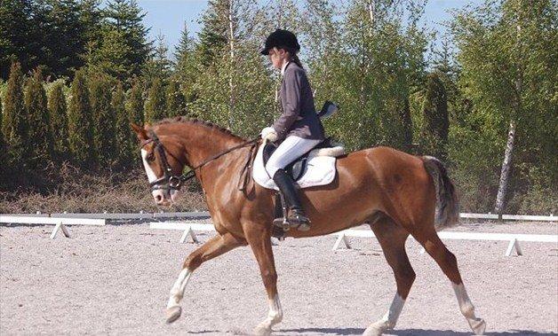 New Forest Bakkens Maltemay (solgt) billede 17