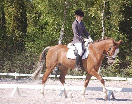 New Forest Bakkens Maltemay (solgt) billede 14