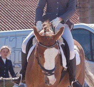 New Forest Bakkens Maltemay (solgt) billede 12