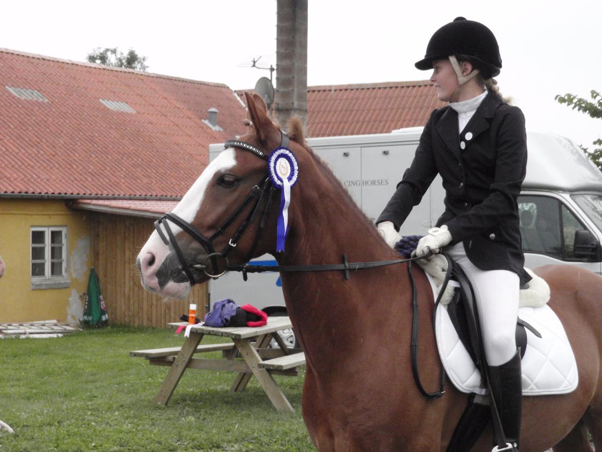 New Forest Bakkens Maltemay (solgt) - 2. plads ;) billede 2