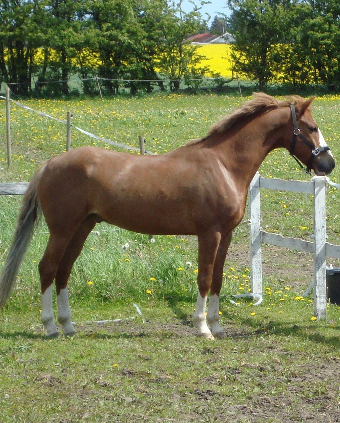 New Forest Bakkens Maltemay (solgt) - Smukke pony!!  billede 13