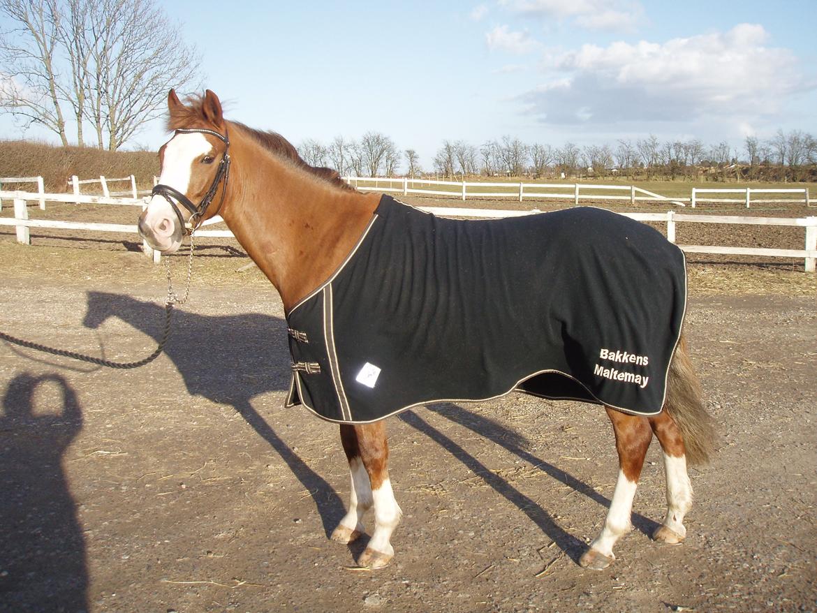New Forest Bakkens Maltemay (solgt) - Maltemay <3 billede 16