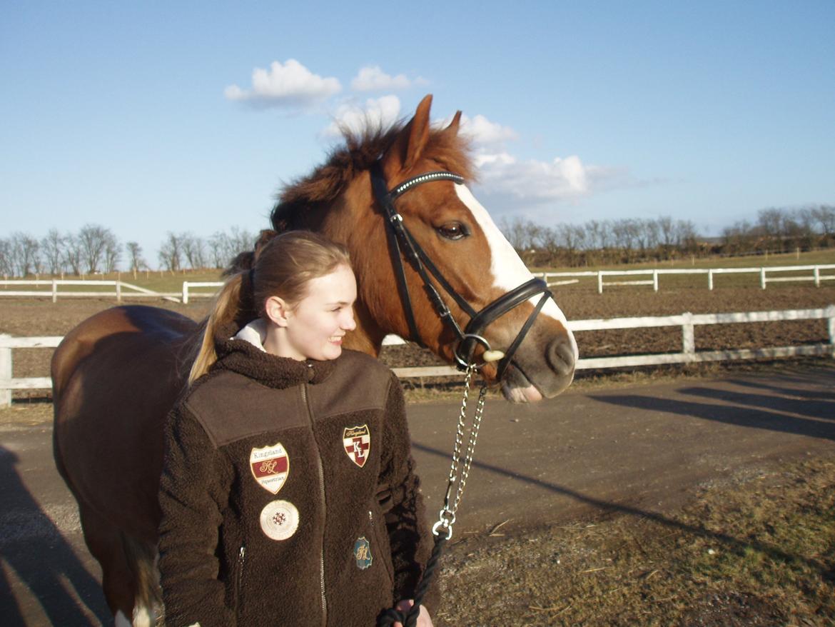 New Forest Bakkens Maltemay (solgt) billede 8