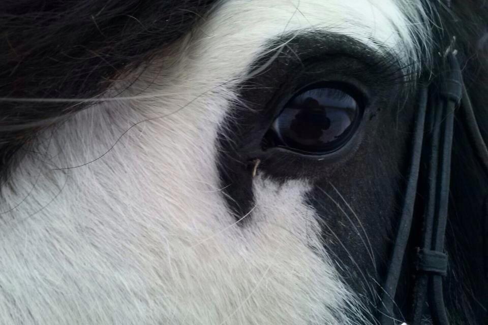 Irish Cob Næbbets Baldrian - Et, efter min mening, utroligt smukt aftegn han har rundt om øjet! billede 12
