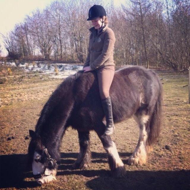 Irish Cob Næbbets Baldrian - Hygge på folden!<3 Dejlige hest<3 billede 13