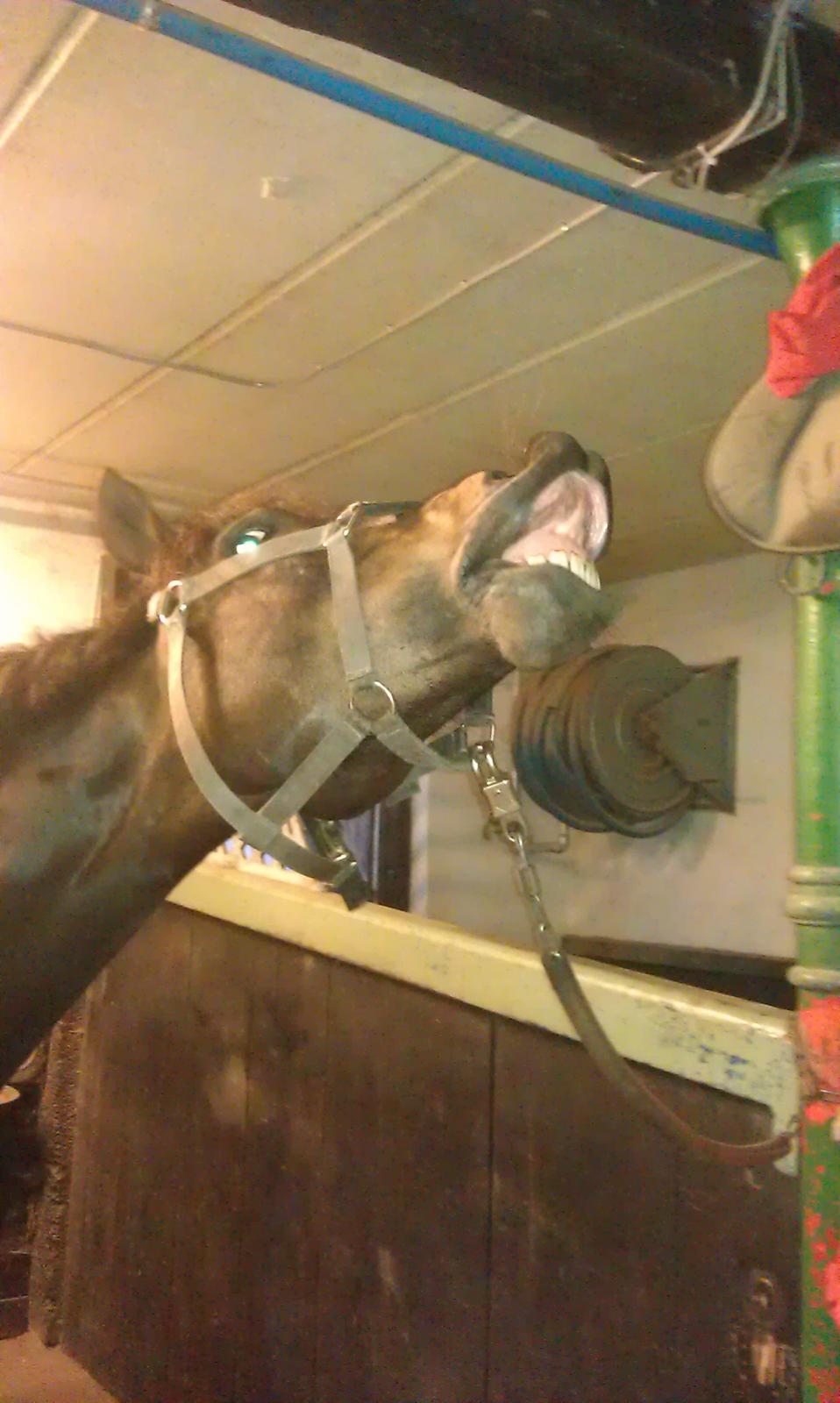 New Forest Dalgaardens Figaro - Der var noget der lugtede sjovt;-) billede 12