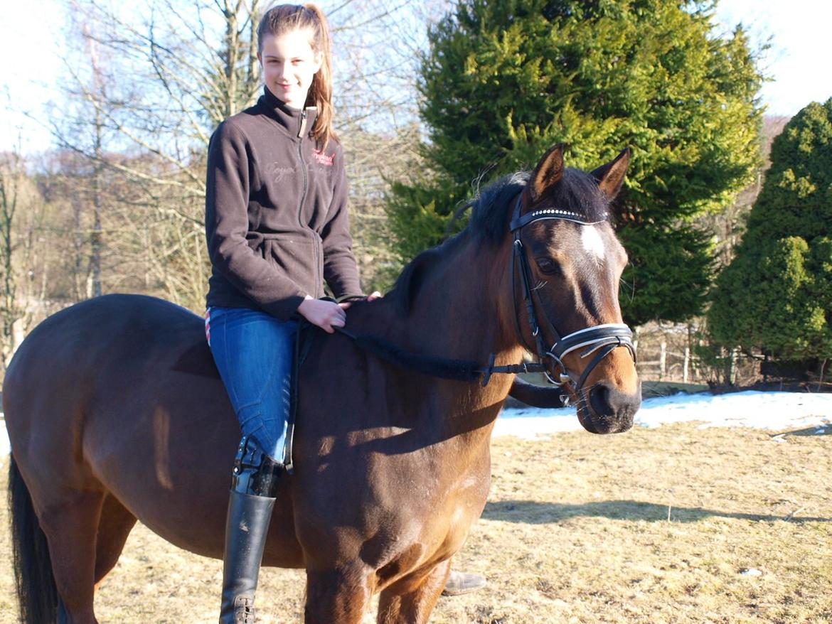 Welsh Partbred (Sec F) GROEZE'S JOSINA billede 12