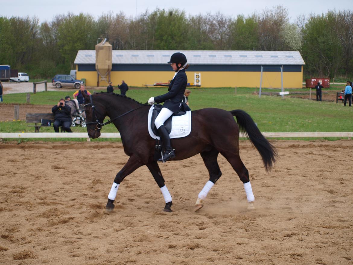 Anden særlig race †Charlie Brown R.I.P† - Mit første stævne på ham LB1 1. Plads billede 3