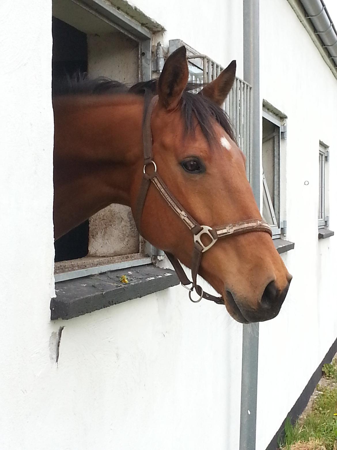 Holstener Chess Mate R.I.P <3 - <3<3<3<3 billede 8