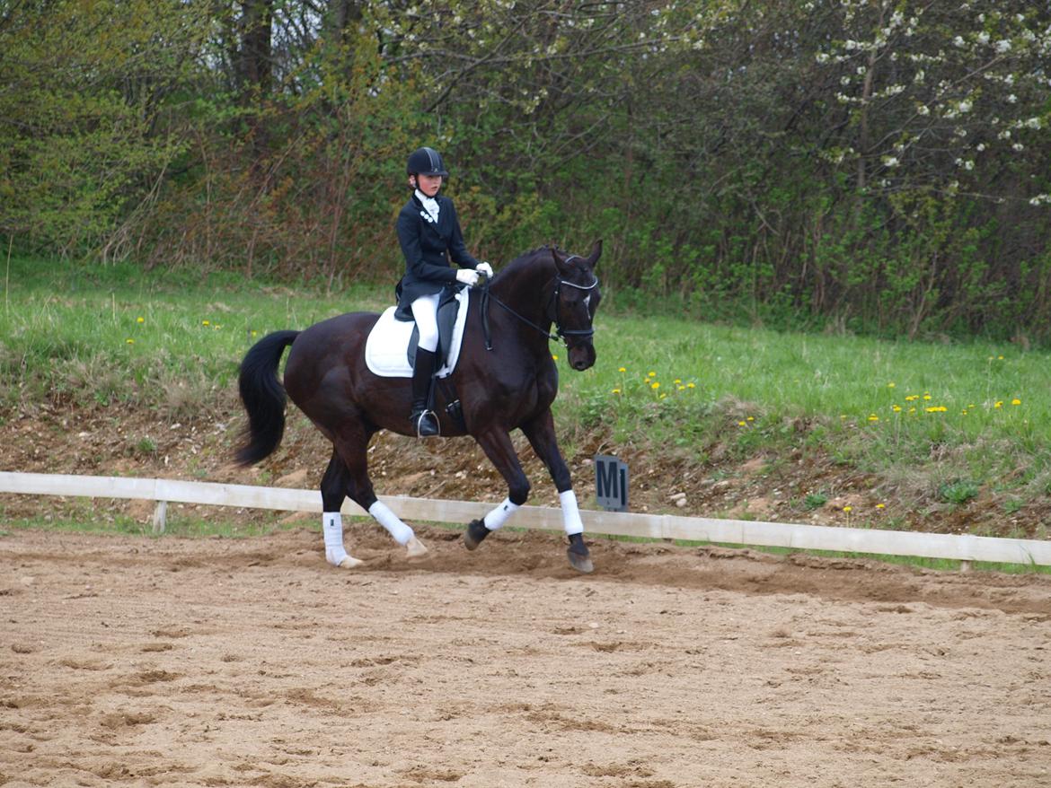 Anden særlig race †Charlie Brown R.I.P† - Mie første stævne på ham LB1 1. plads billede 5