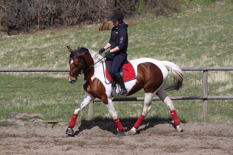 Pinto Lady billede 11