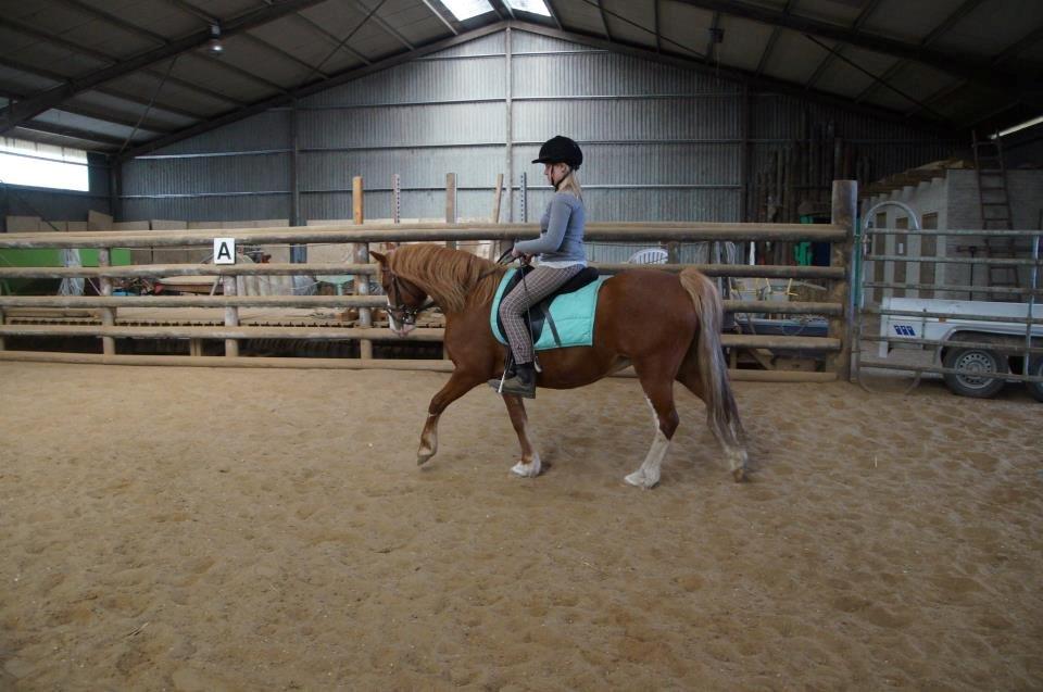 Welsh Pony af Cob-type (sec C) Rosengårdens Nadina - ridningen af nadina 2013 billede 17