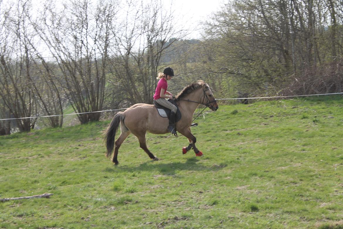 Anden særlig race Tikka billede 17
