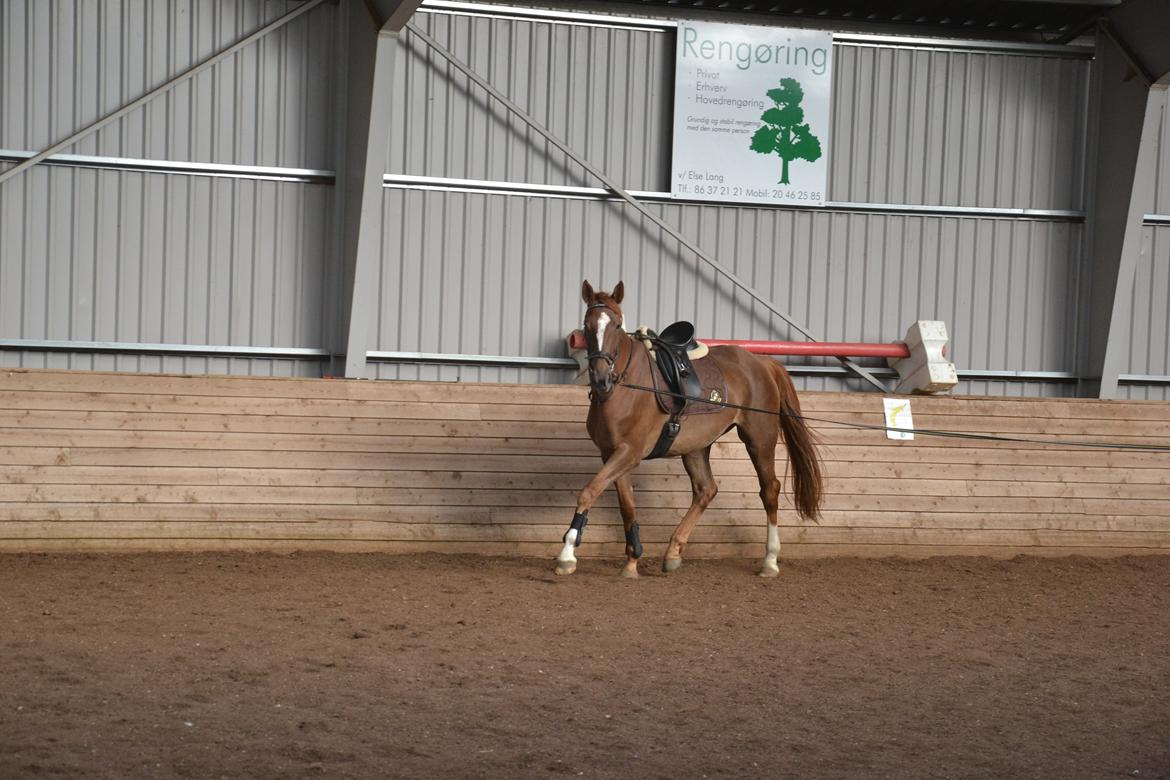 Dansk Varmblod Aysia e - Maj 2013 <3 Longering inden dressur træning. - foto: Mathilde  billede 2