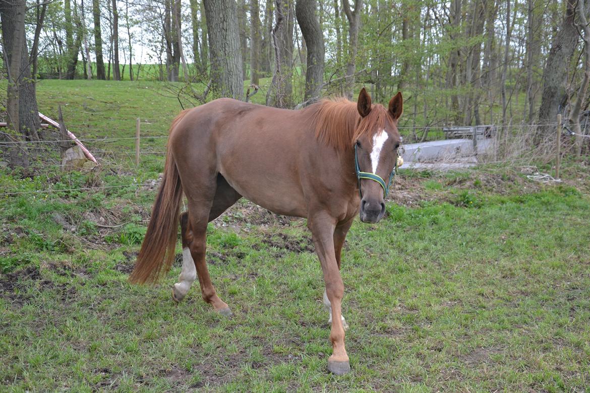 Dansk Varmblod Aysia e - Fold <3<3 Maj 2013 - foto: Mig  billede 6
