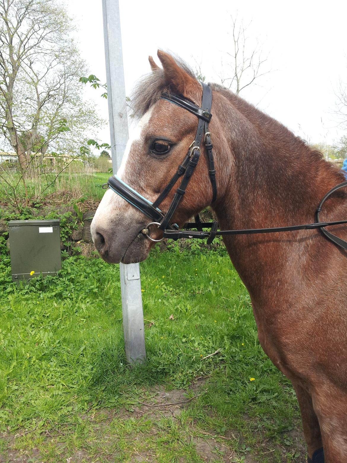 Dartmoor Skovbrynets Bastjan billede 4