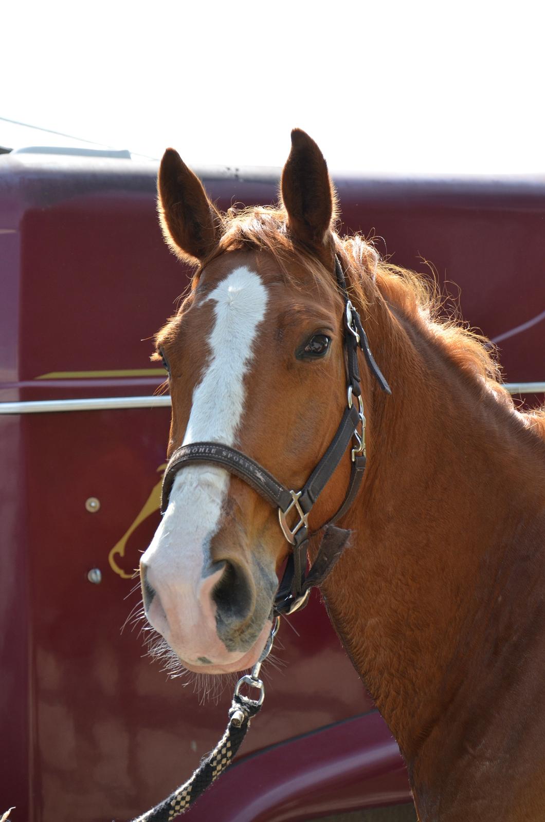Dansk Varmblod Lester Estelle - Trold. Maj 13. billede 1