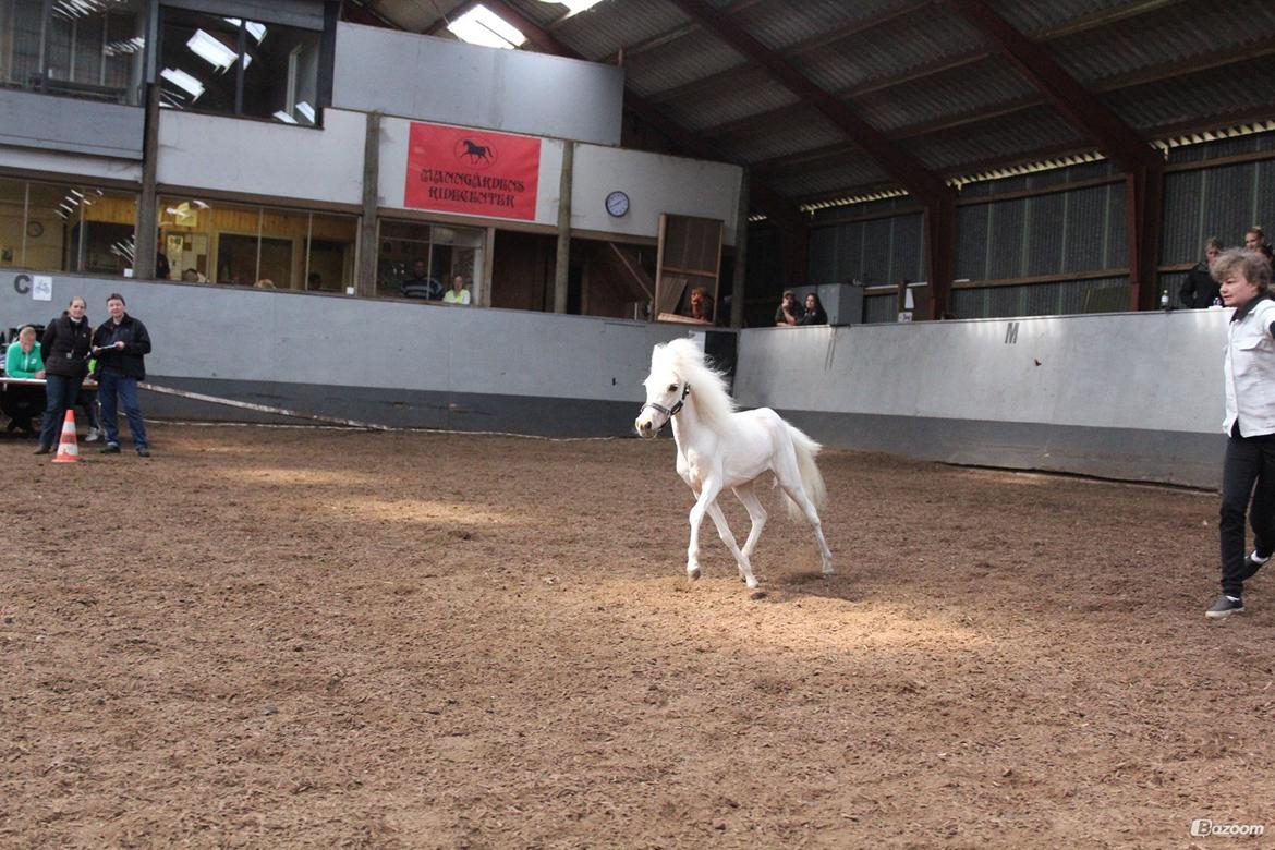 Amerikansk Miniature Marielunds Ballistic Golden Smartgirl - Foto Louise Therese Jensen 11/5-2013. billede 16