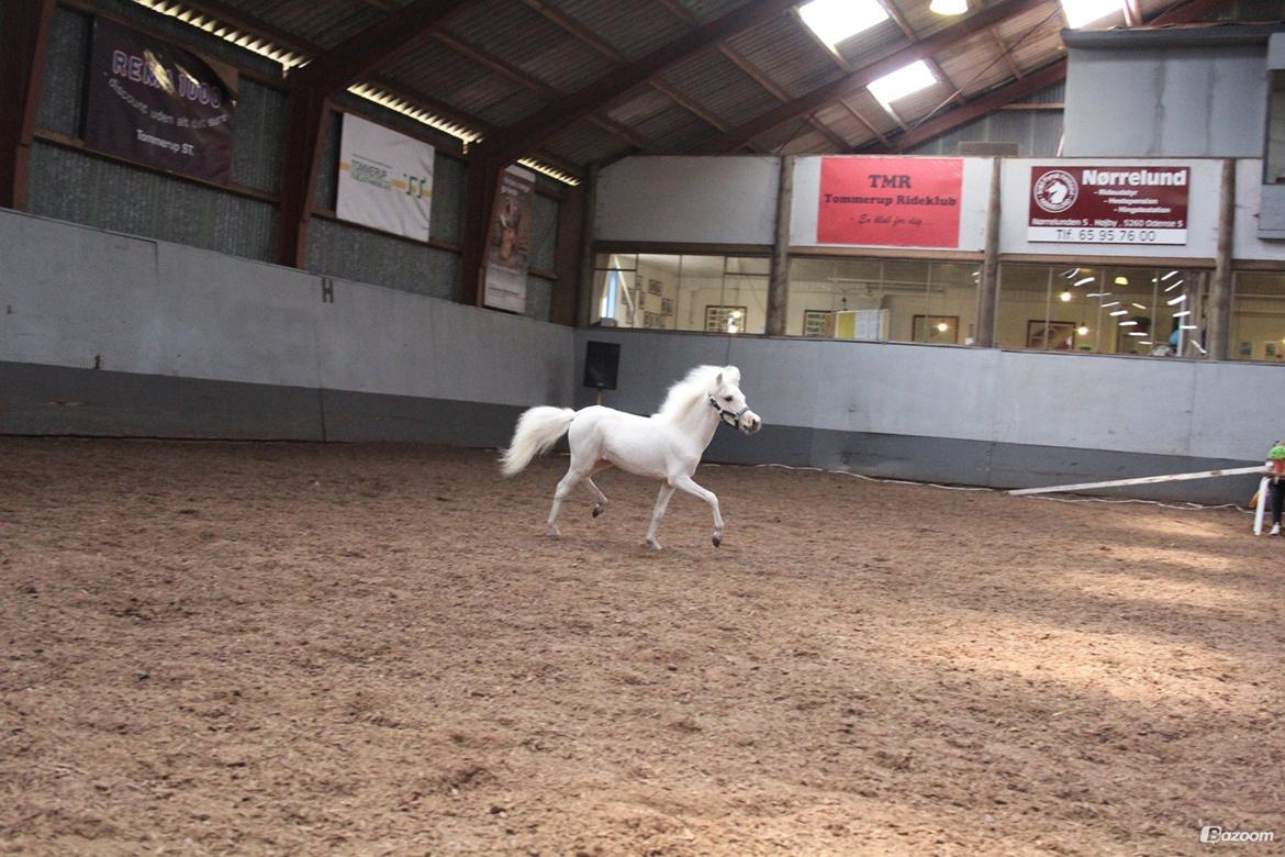 Amerikansk Miniature Marielunds Ballistic Golden Smartgirl - Foto Louise Therese Jensen 11/5-2013. billede 18