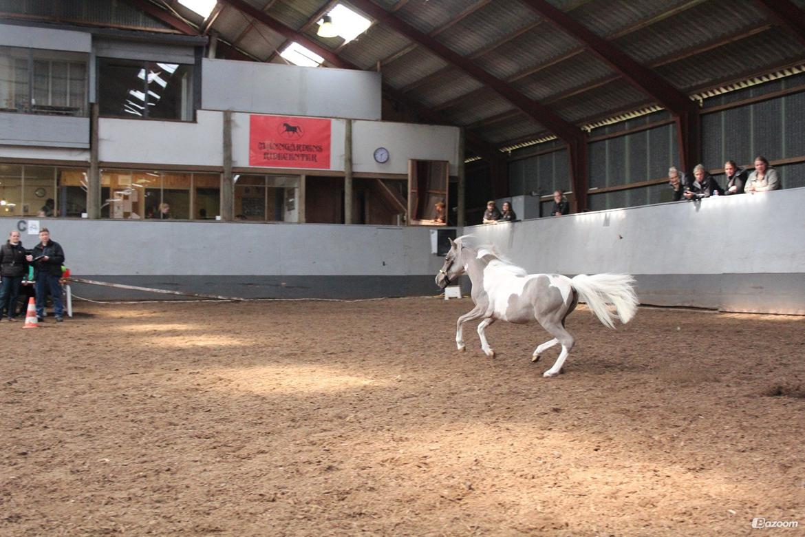 Belgisk Miniature MHS Ultra Denique Showgirl - Foto Louise Therese Jensen 11/5-2013.
Sjovt at være løs. billede 20