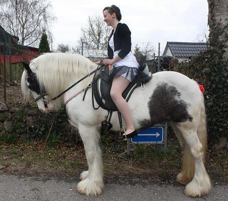 Irish Cob Saint Epona of Killarney - Konfirmation 26-4-2013 billede 8